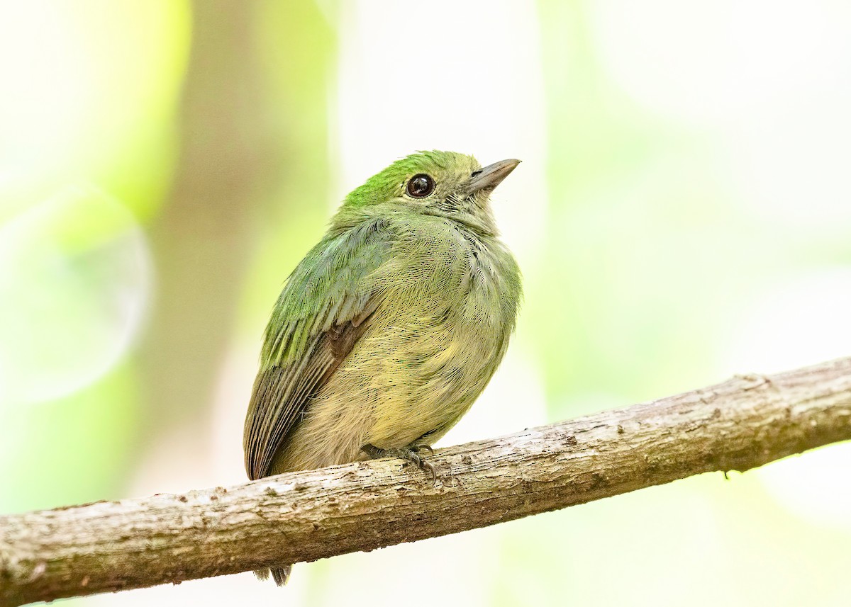 Velvety Manakin - ML622176025