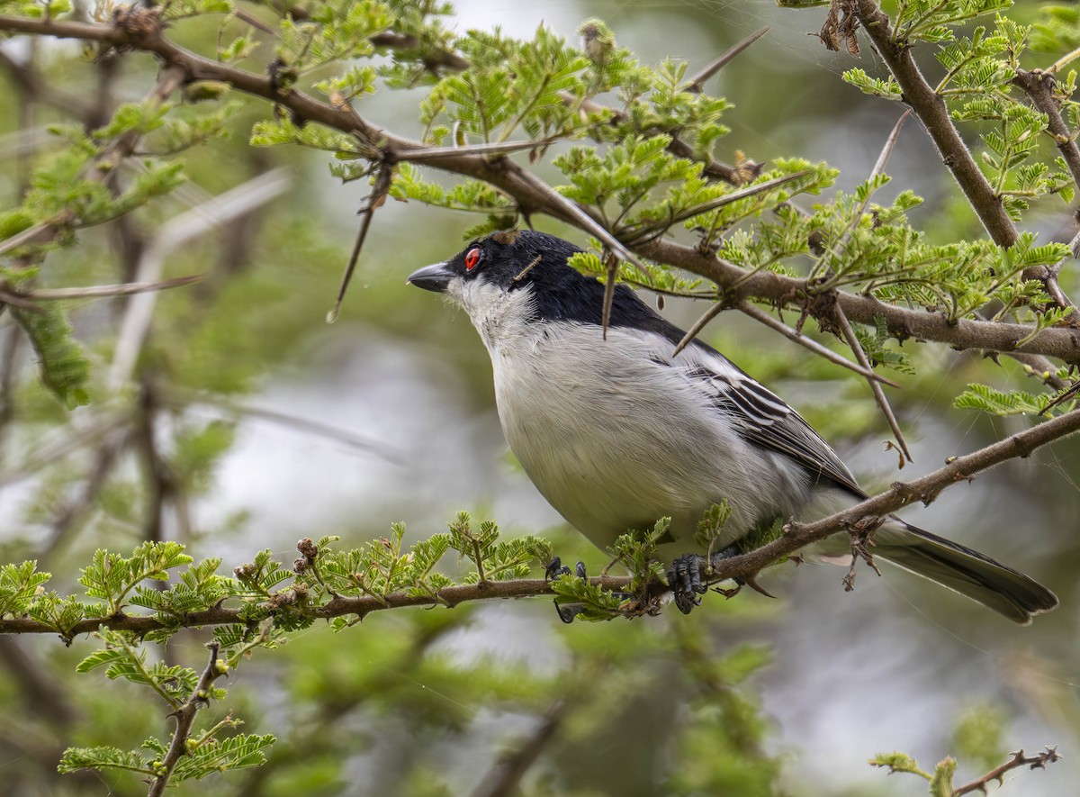 Black-backed Puffback - ML622176031