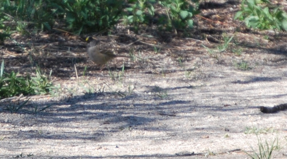 Golden-crowned Sparrow - ML622176057