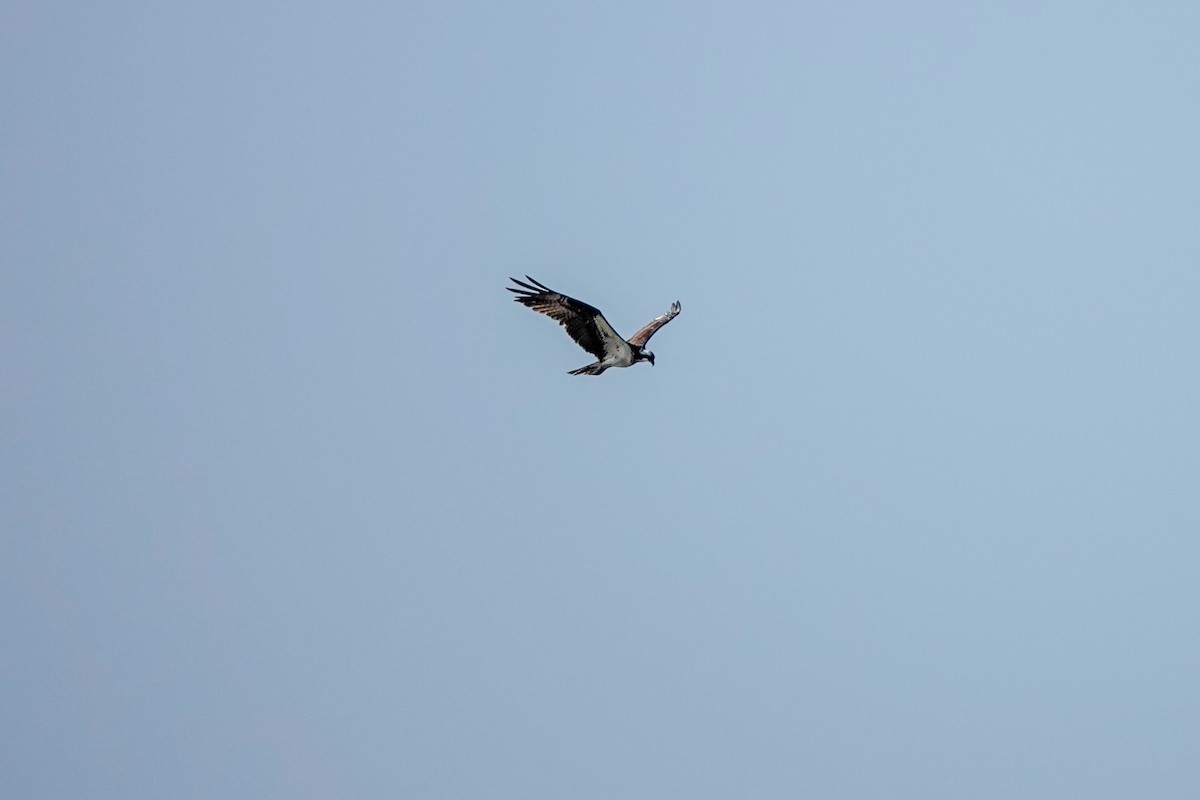 Águila Pescadora - ML622176223