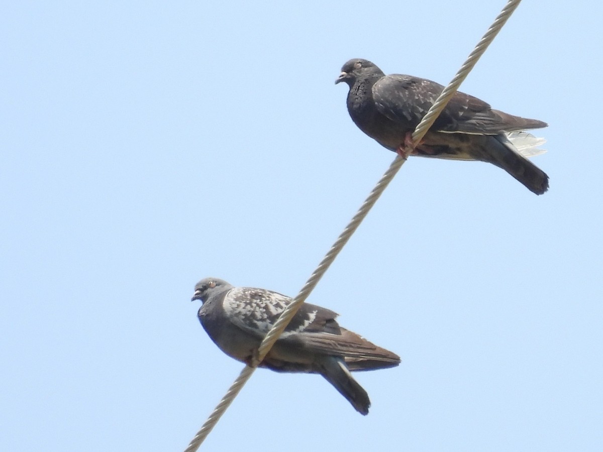 Rock Pigeon (Feral Pigeon) - ML622176286