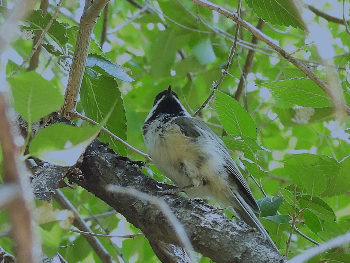 Black-capped Chickadee - ML622176290