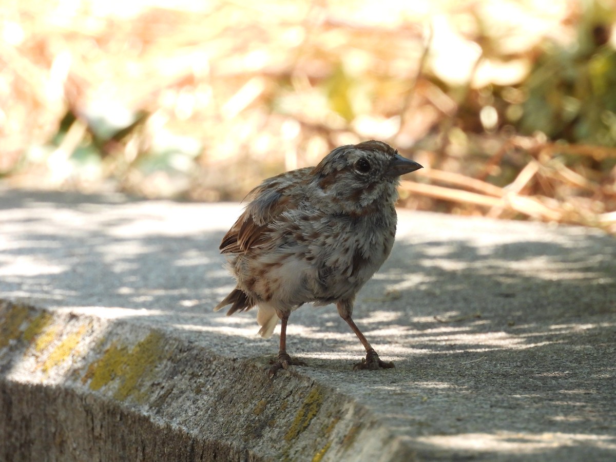 Song Sparrow - ML622176307