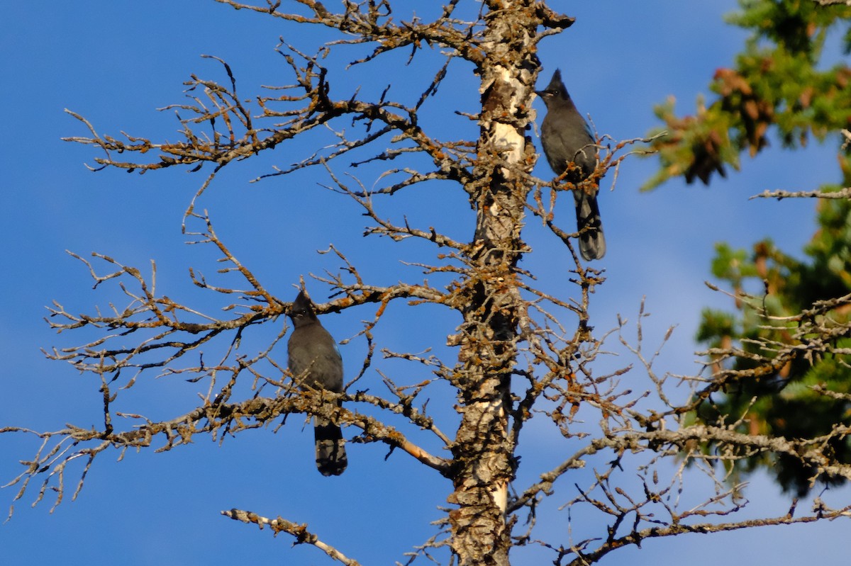 Steller's Jay - ML622176310