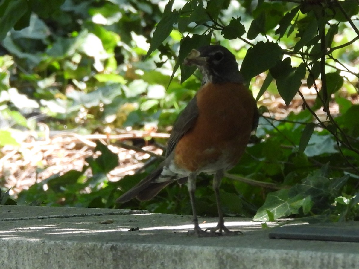 American Robin - ML622176312