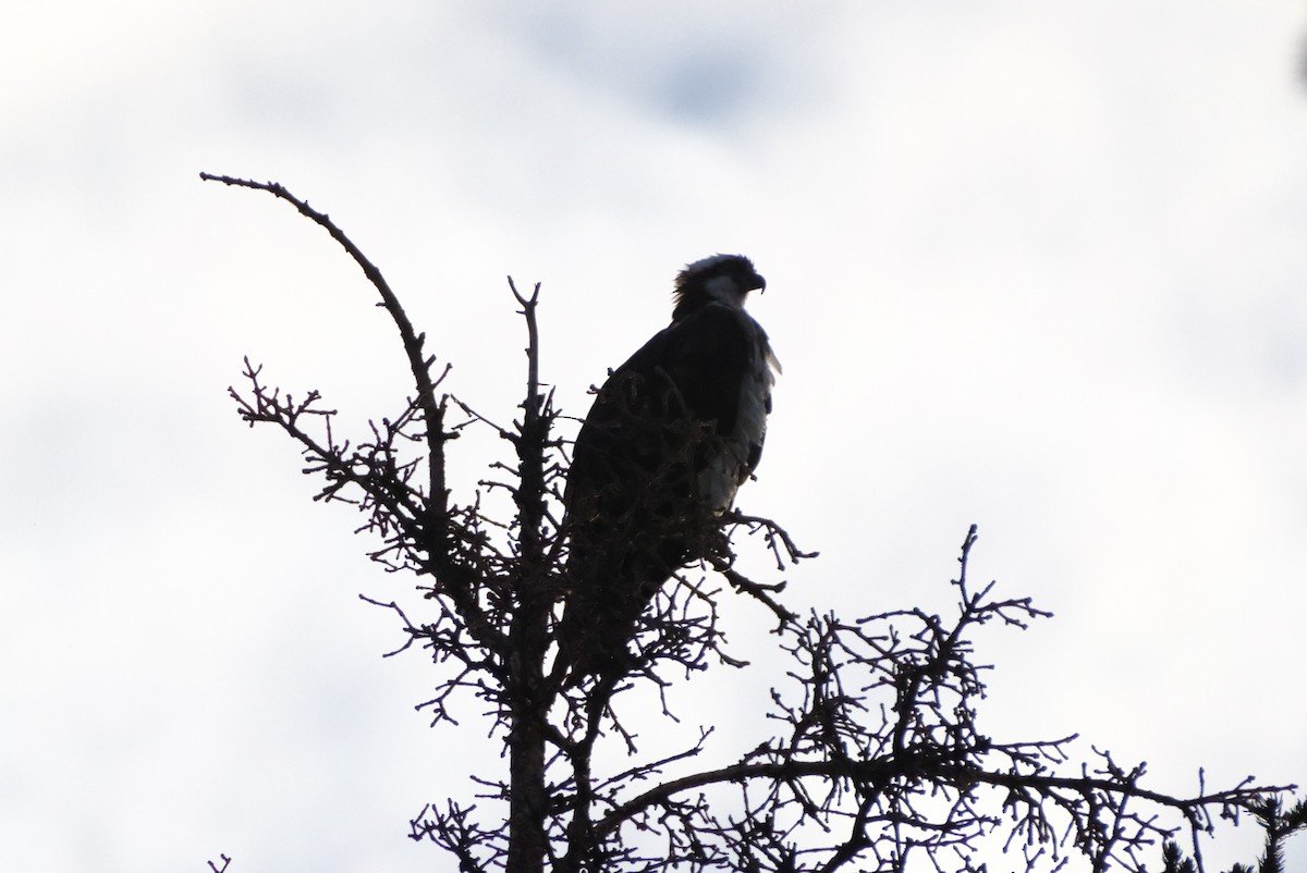 Osprey - Klaus Bielefeldt