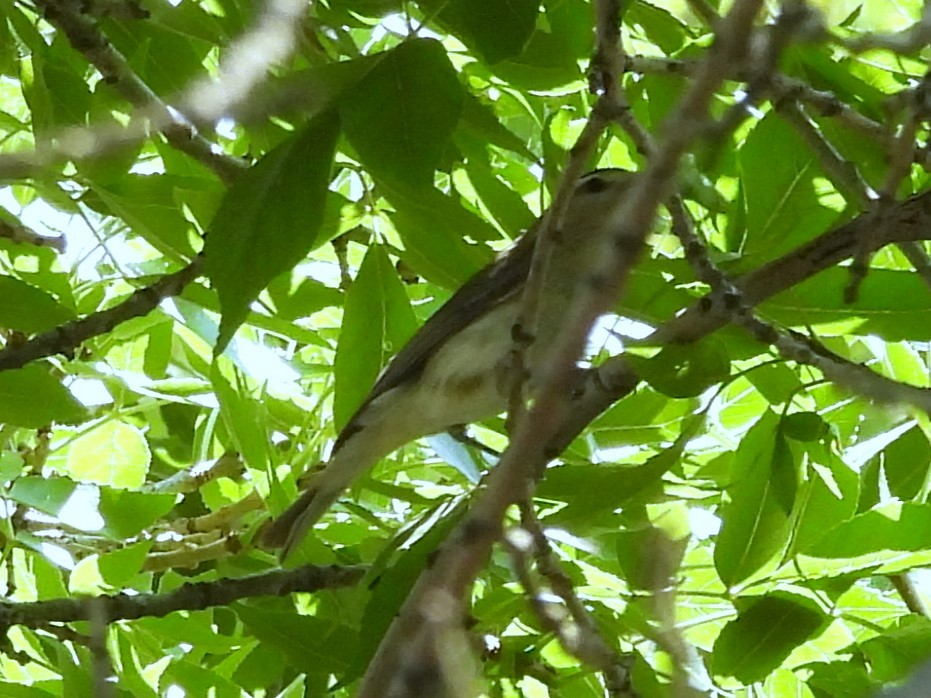 Warbling Vireo - ML622176325