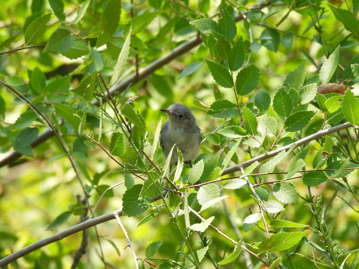 Blue-gray Gnatcatcher - ML622176329