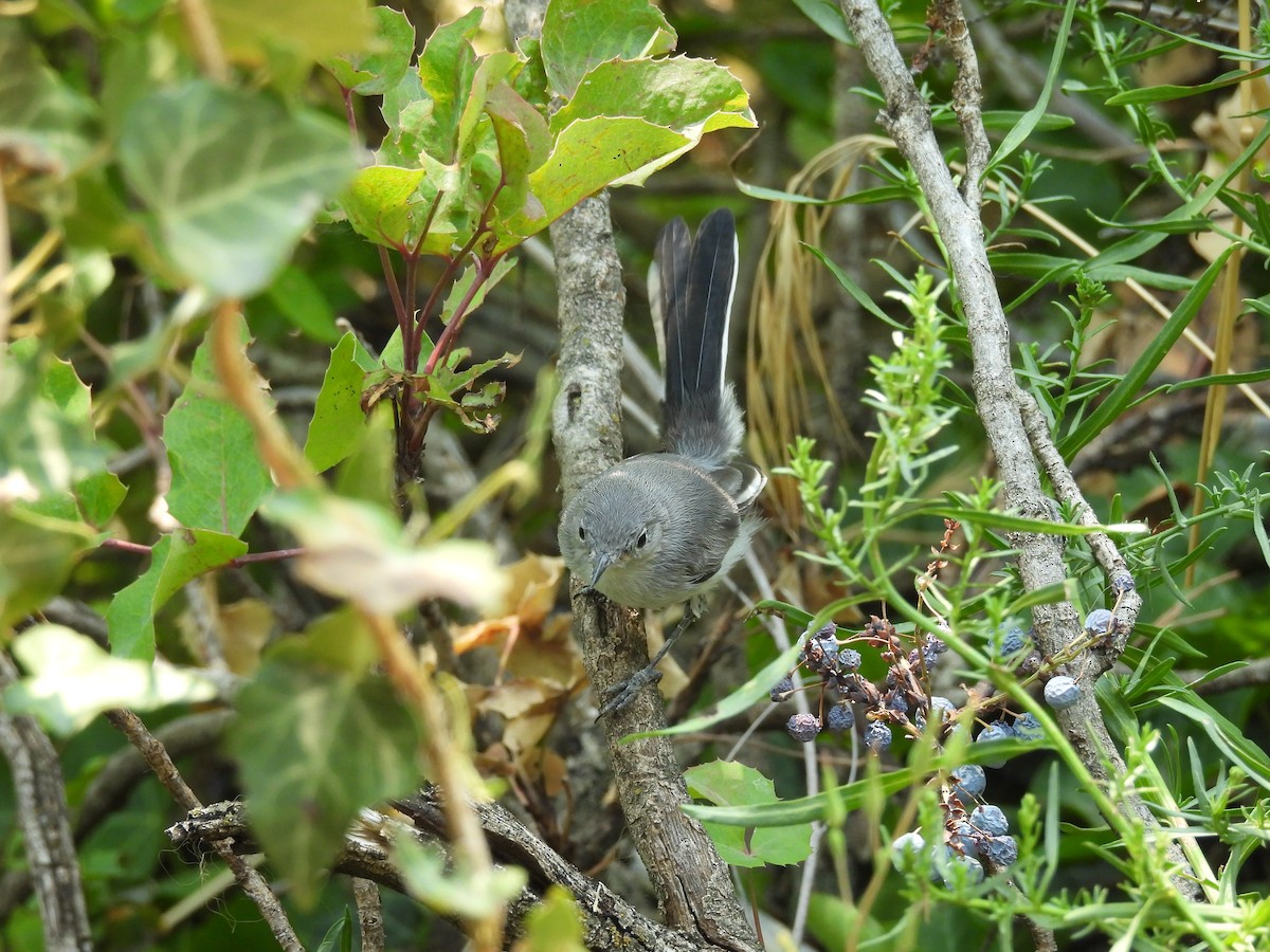 Blue-gray Gnatcatcher - ML622176349