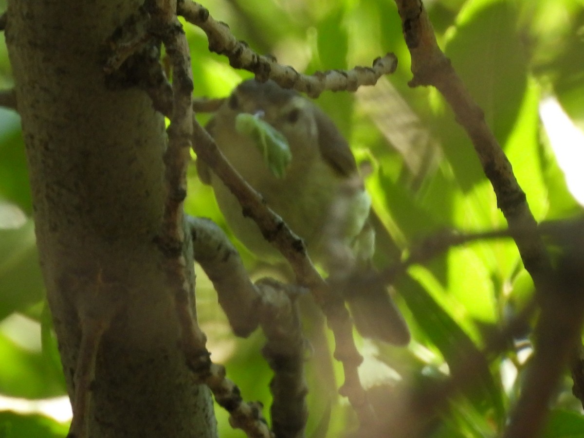 Warbling Vireo - ML622176370