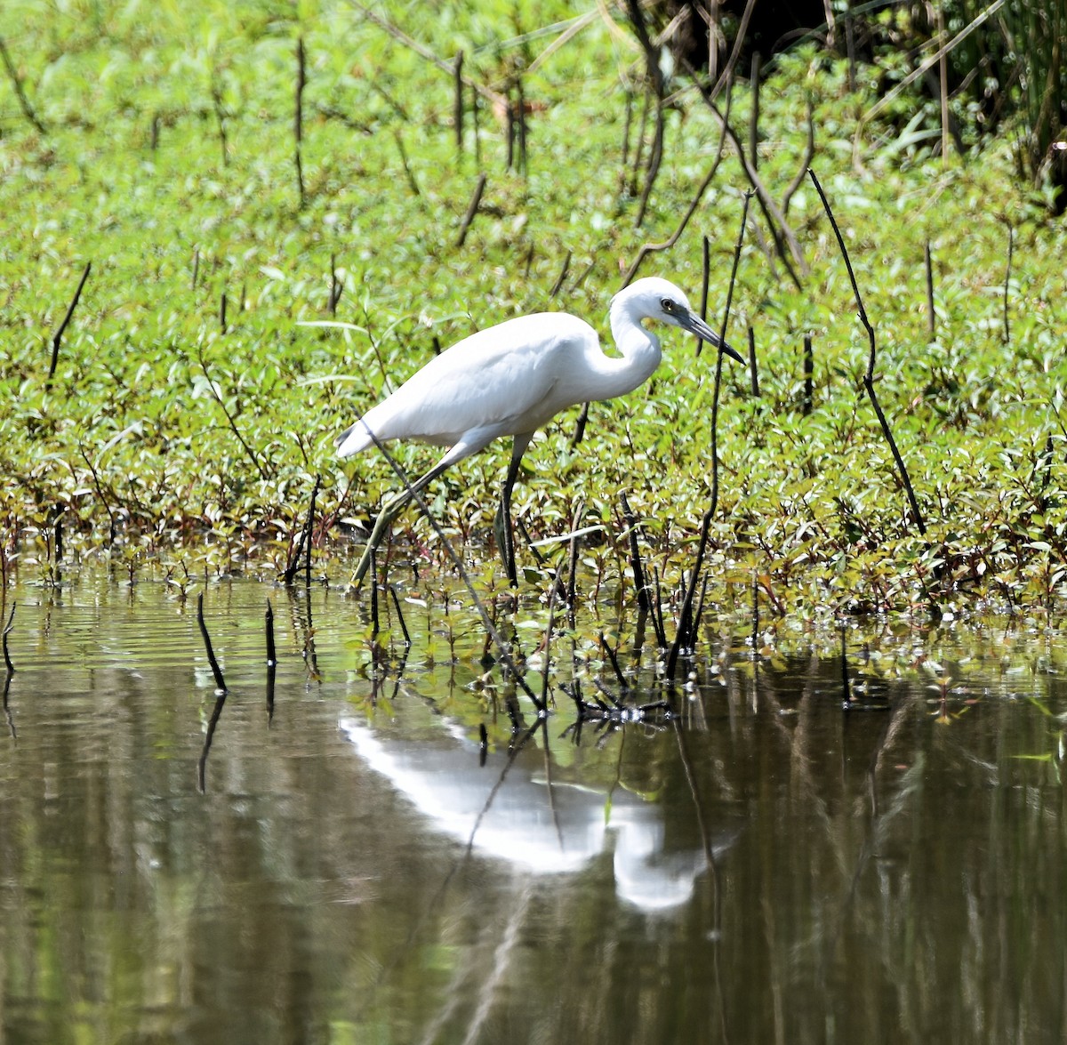 Little Blue Heron - ML622176441