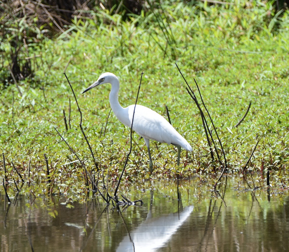 Little Blue Heron - ML622176446