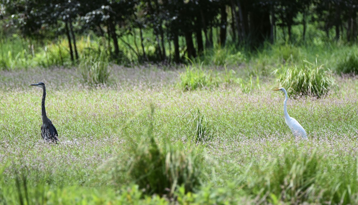 Great Blue Heron - ML622176477