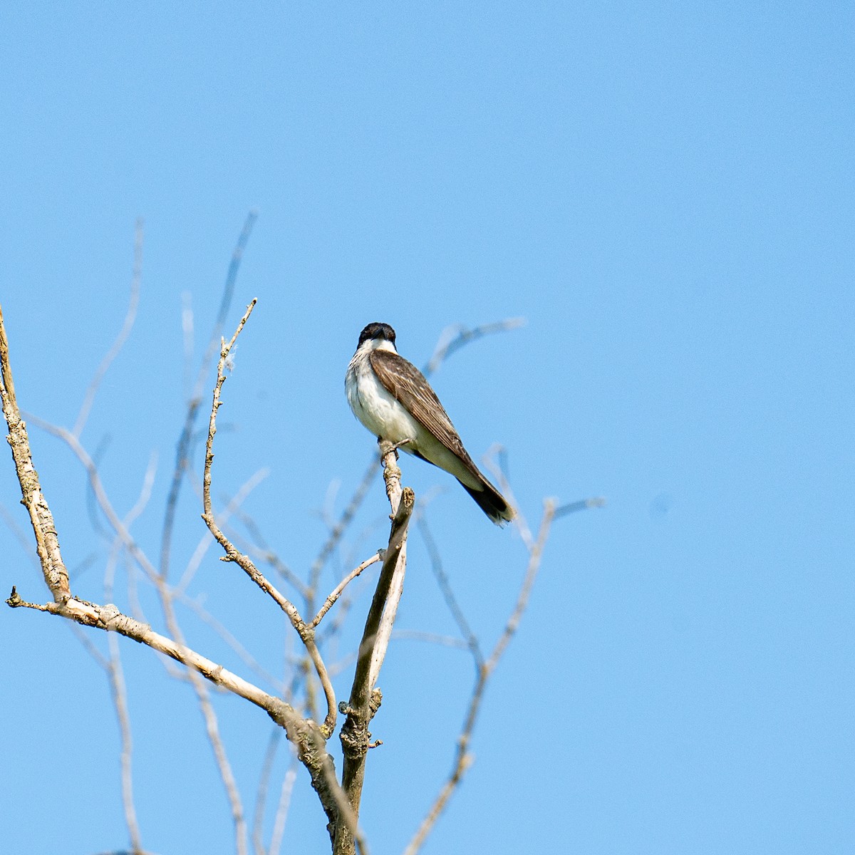 Eastern Kingbird - ML622176530