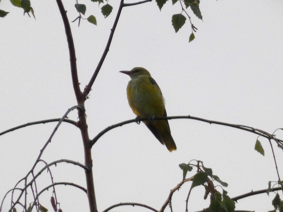 Эгэл шаргач - ML622176550