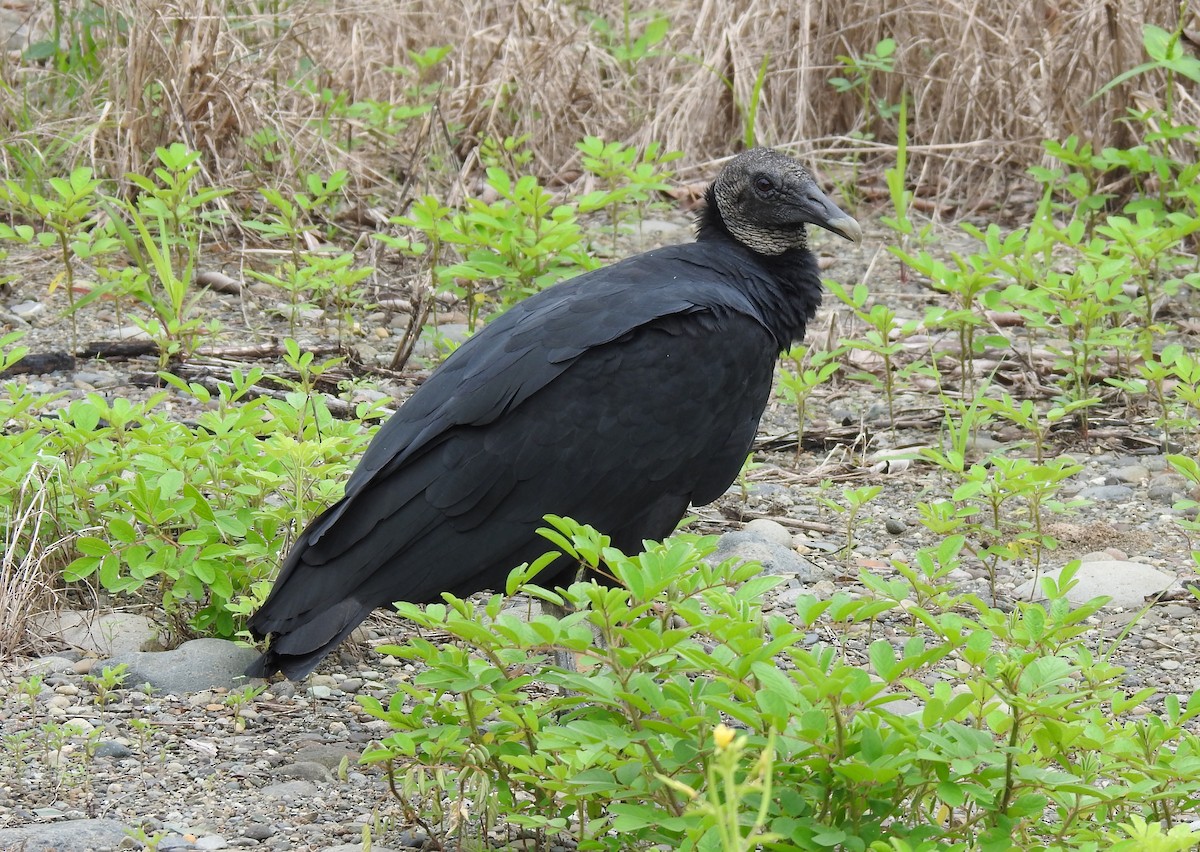 Black Vulture - ML622176569