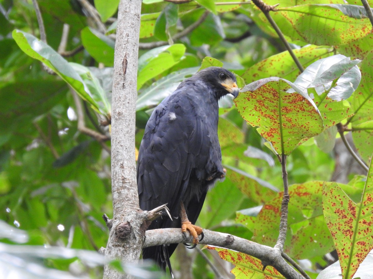 Common Black Hawk - ML622176593