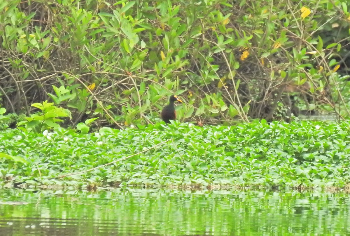 Northern Jacana - ML622176623