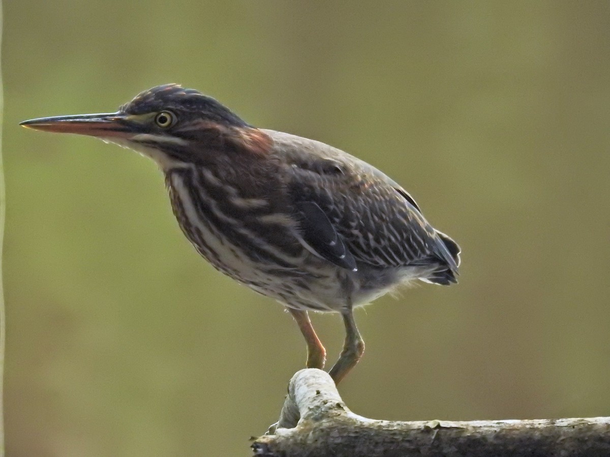 Green Heron - ML622176659