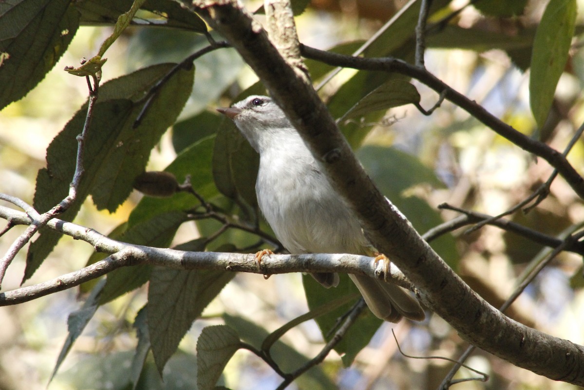 Golden-crowned Warbler (White-bellied) - ML622176673