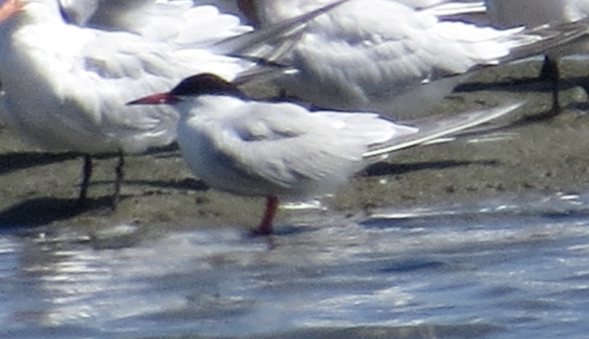 eBird Checklist - 4 Aug 2024 - Bolsa Chica Ecological Reserve - 26 species