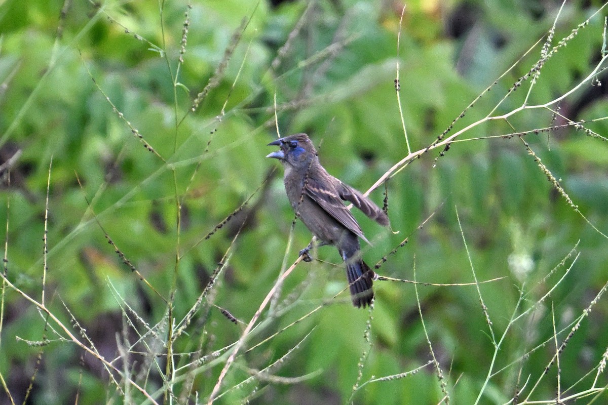 Blue Grosbeak - ML622176723