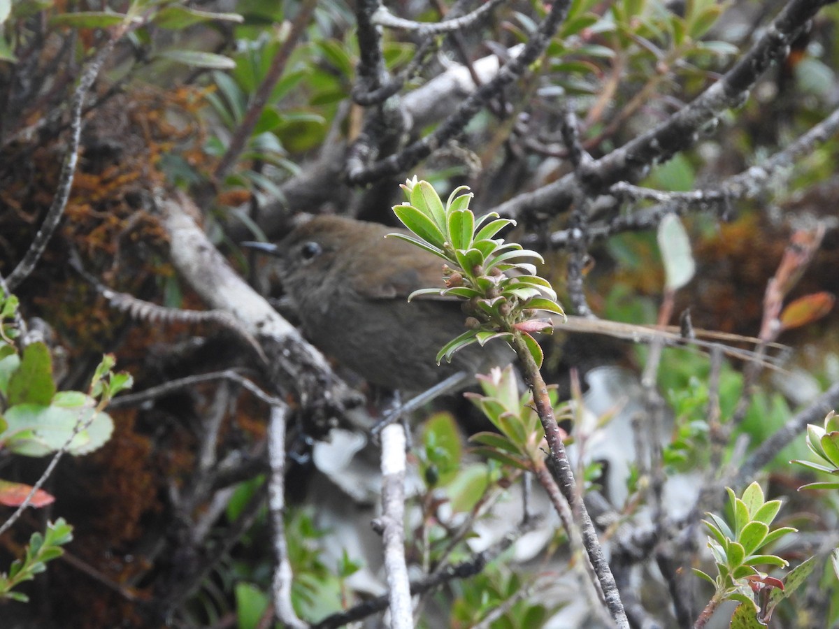 Mouse-colored Thistletail - ML622176781