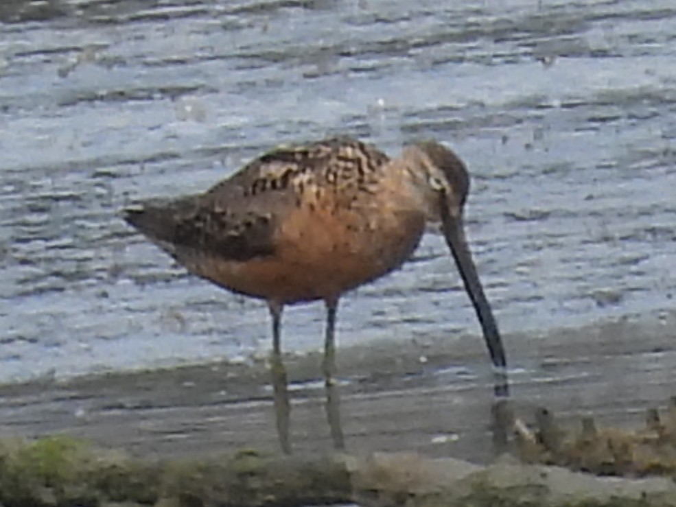 Long-billed Dowitcher - Lisa Schibley