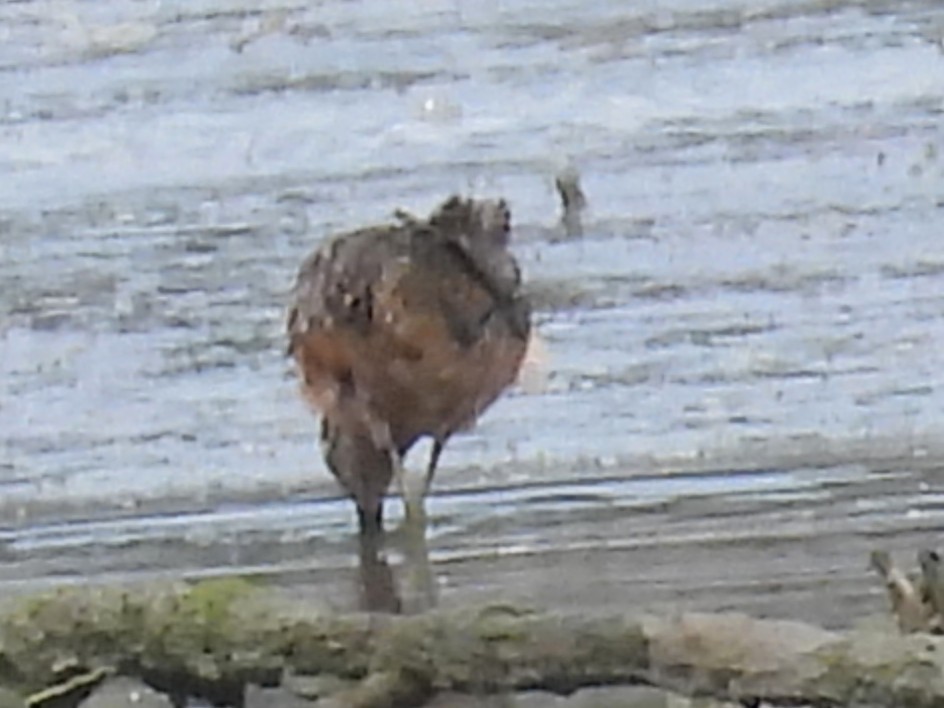 Long-billed Dowitcher - Lisa Schibley