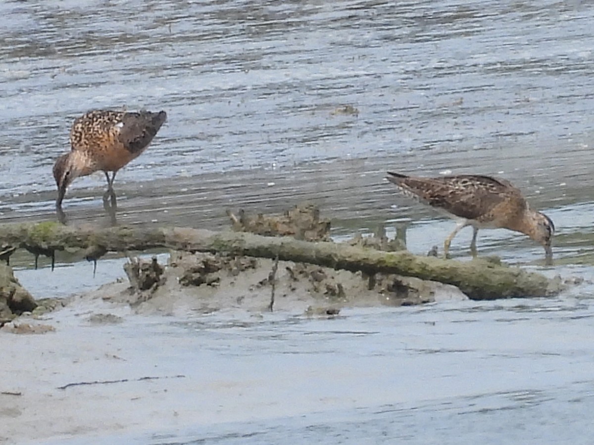 Long-billed Dowitcher - Lisa Schibley