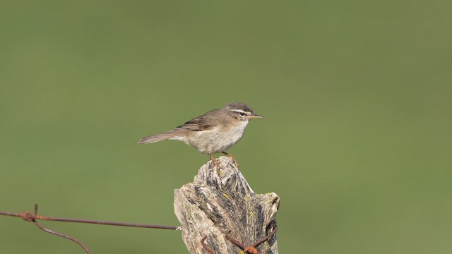 Mosquitero Ahumado - ML622176816