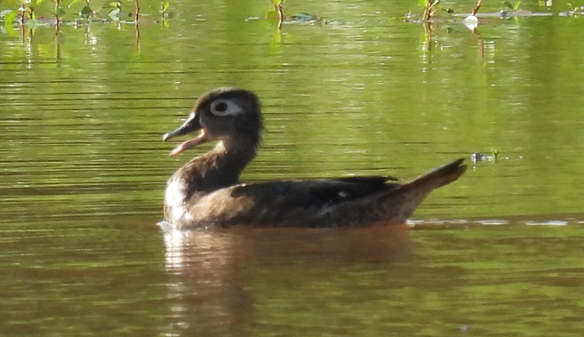 Wood Duck - ML622176819