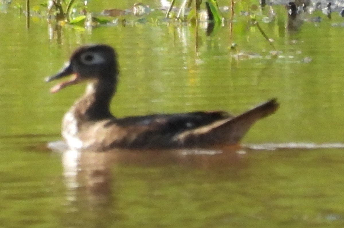Wood Duck - ML622176820