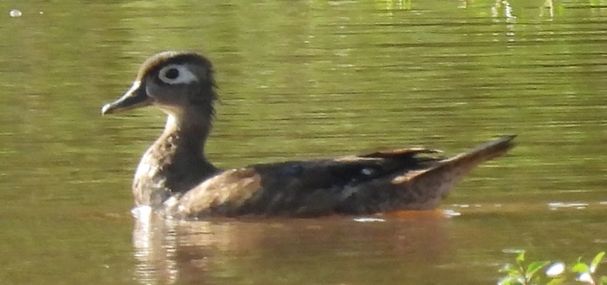 Wood Duck - ML622176821
