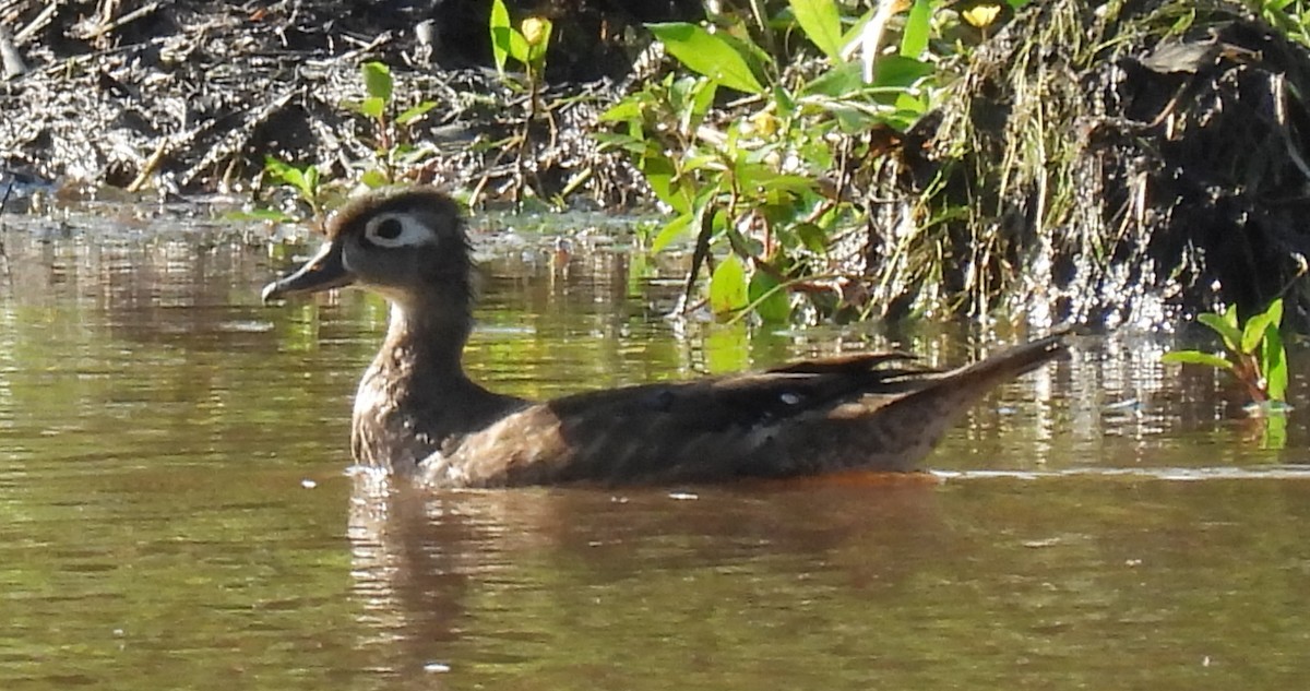 Wood Duck - ML622176822