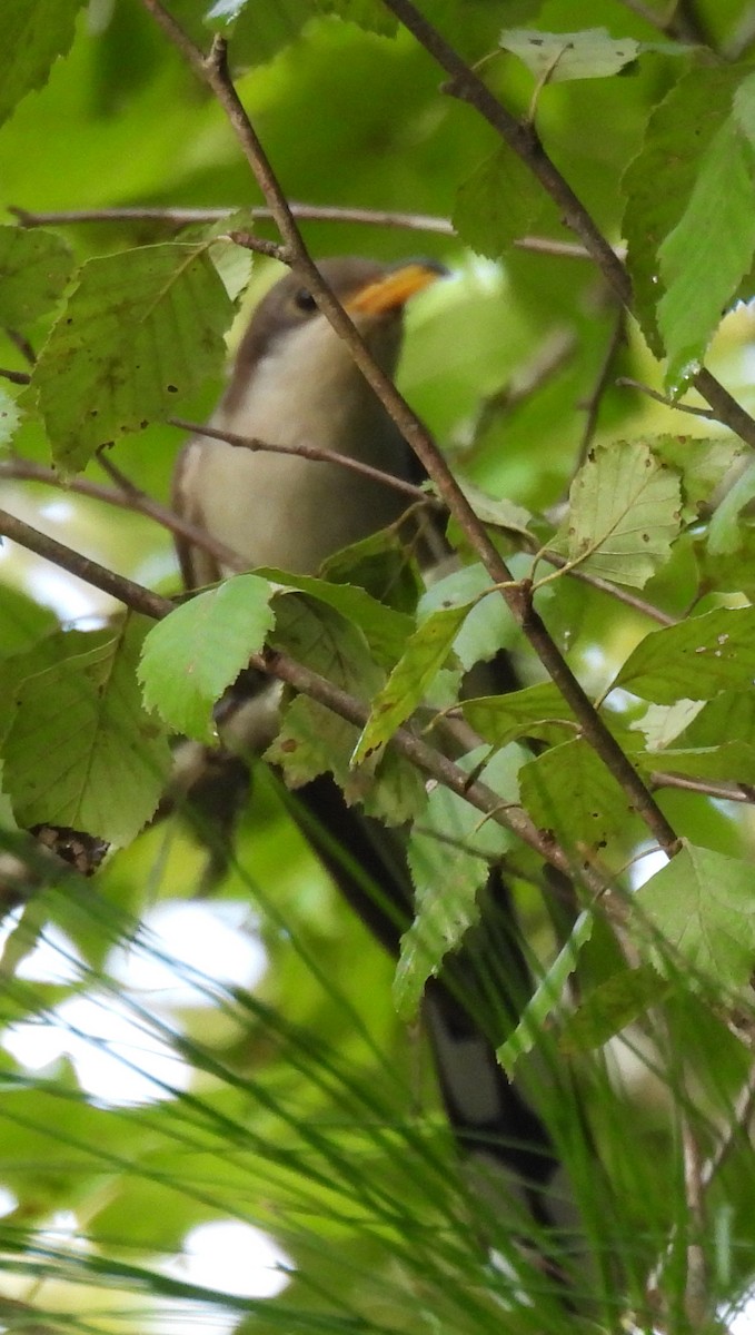 Yellow-billed Cuckoo - ML622176872