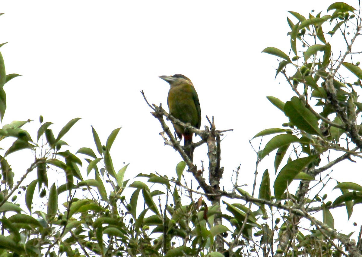 Red-vented Barbet - ML622176895