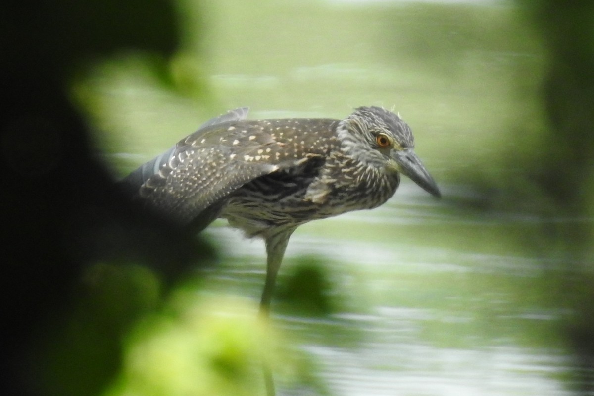 Yellow-crowned Night Heron - ML622176897