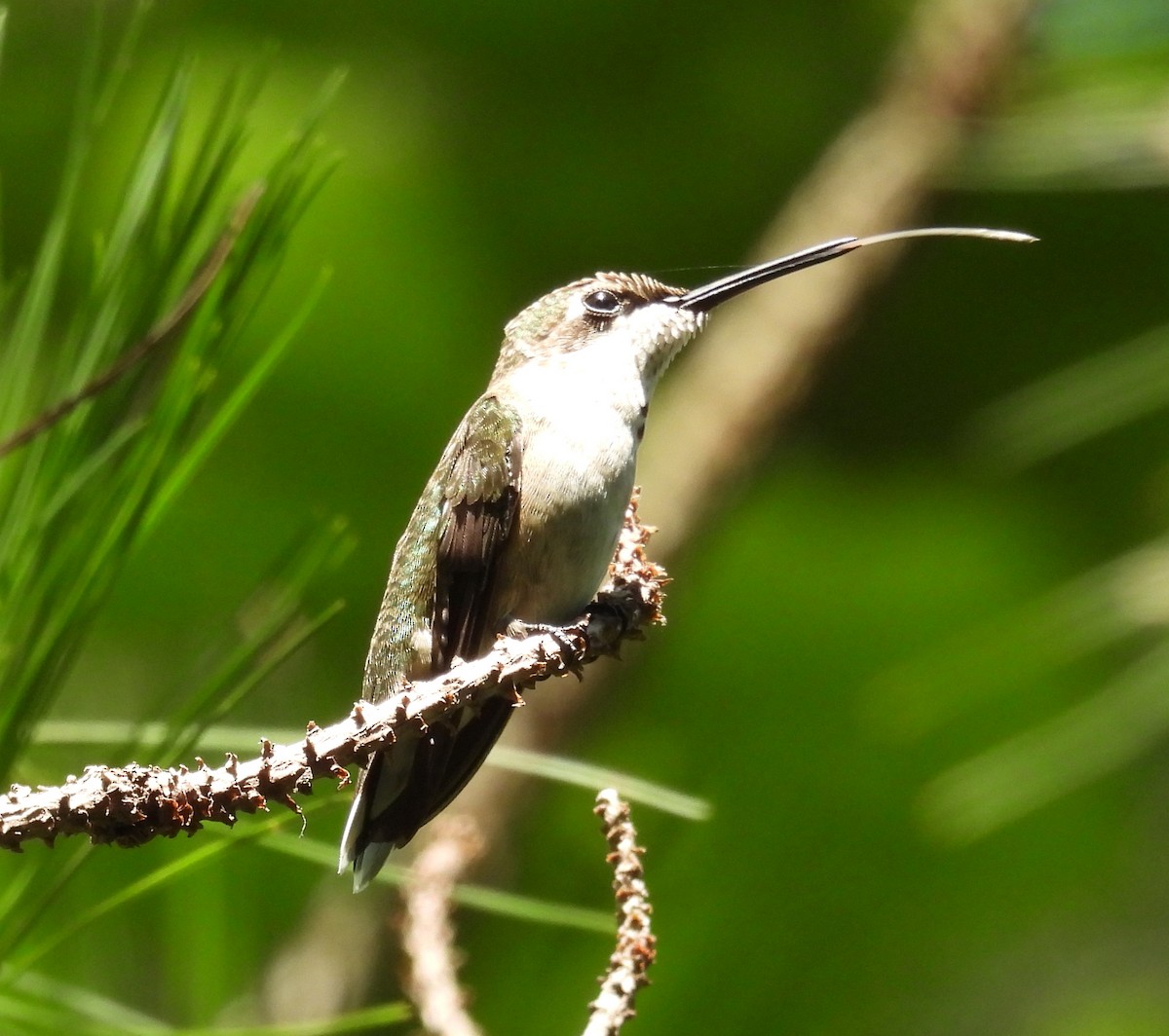Ruby-throated Hummingbird - ML622176901