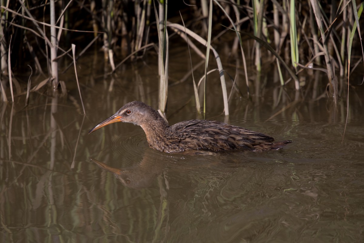 Clapper Rail - ML622176902