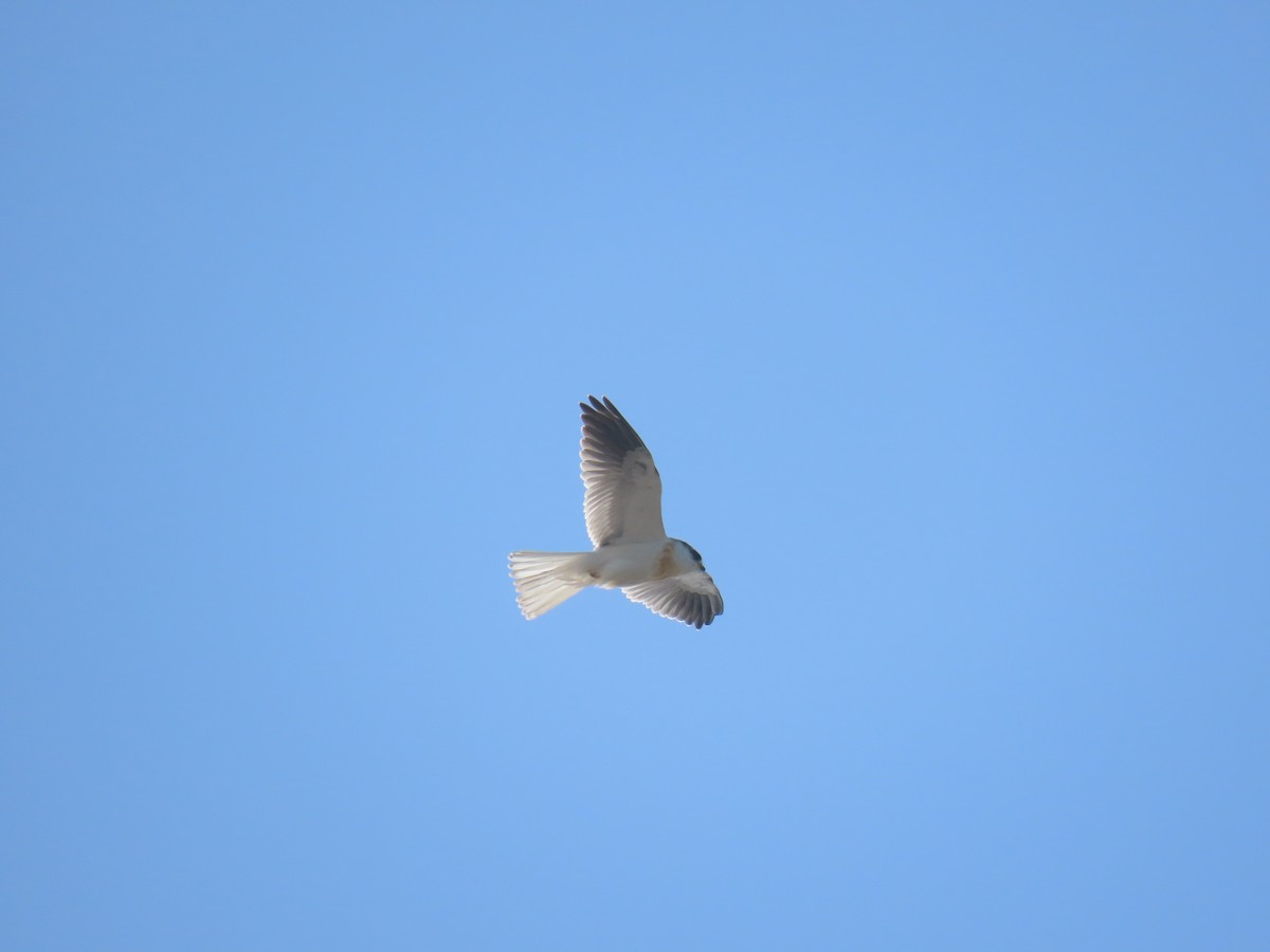 White-tailed Kite - ML622176936