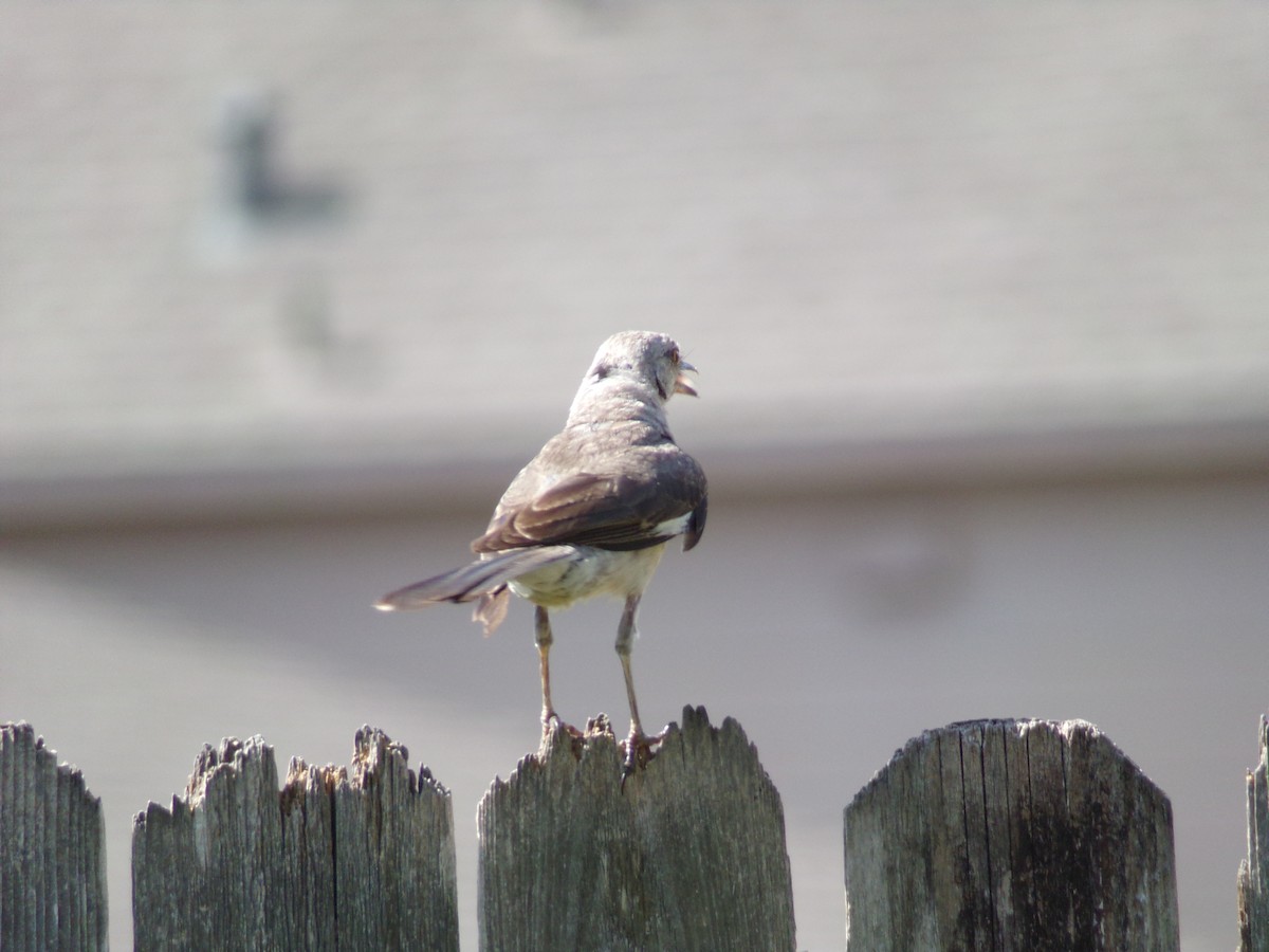 Northern Mockingbird - ML622176963