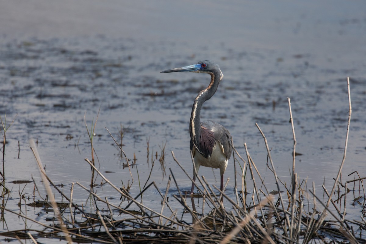 Tricolored Heron - ML622176964