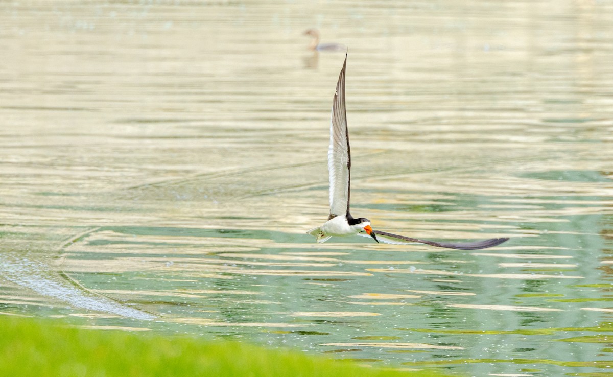 Black Skimmer - ML622177100