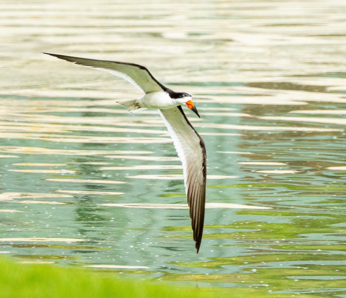 Black Skimmer - ML622177101