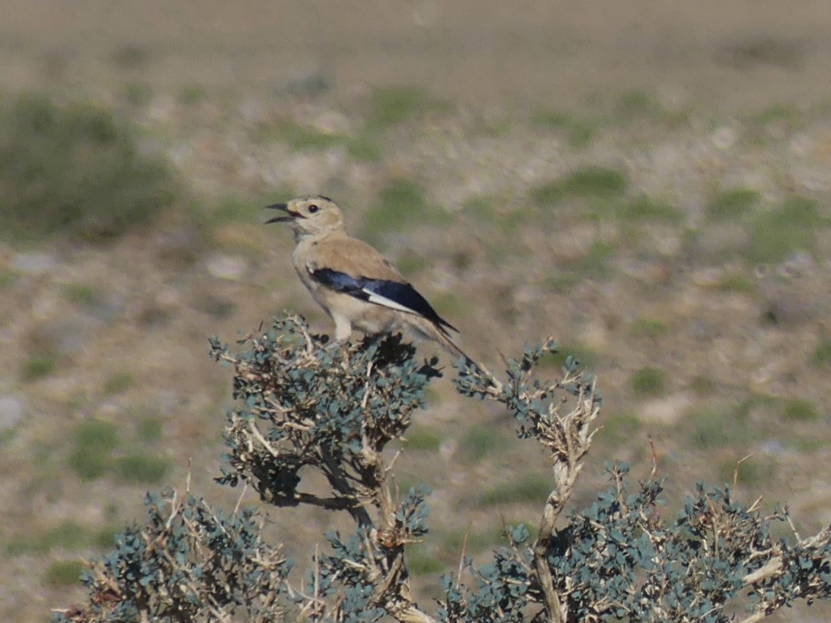 Mongolian Ground-Jay - ML622177102