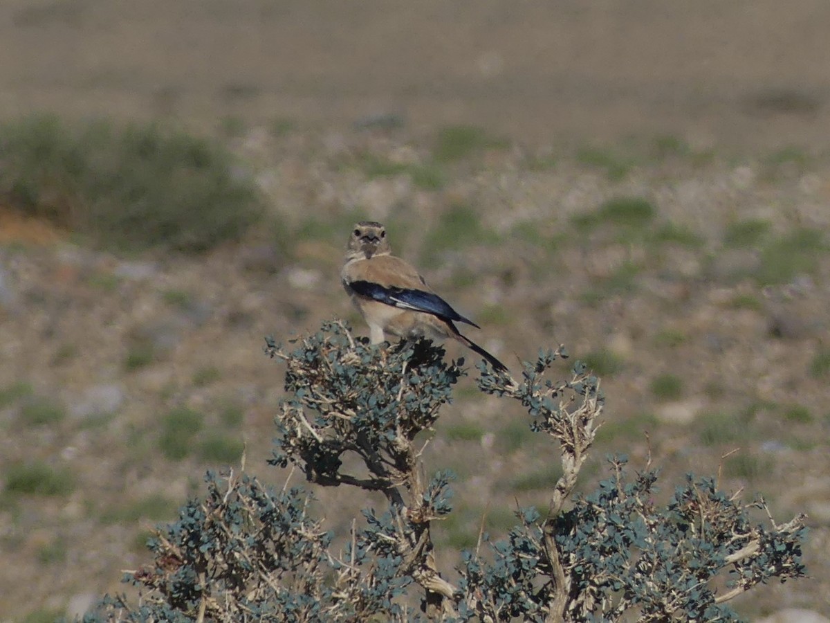 Mongolian Ground-Jay - ML622177103