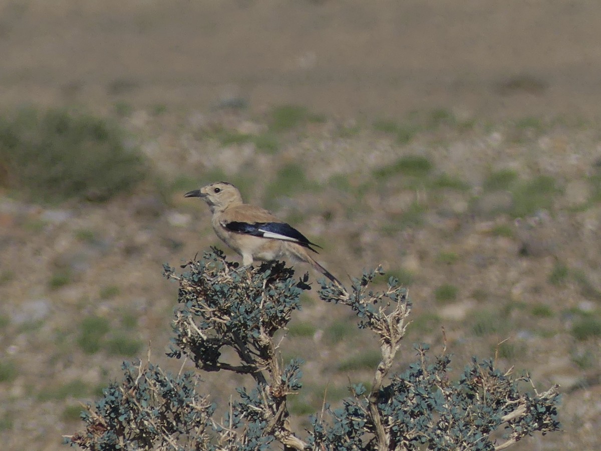 Mongolian Ground-Jay - ML622177104