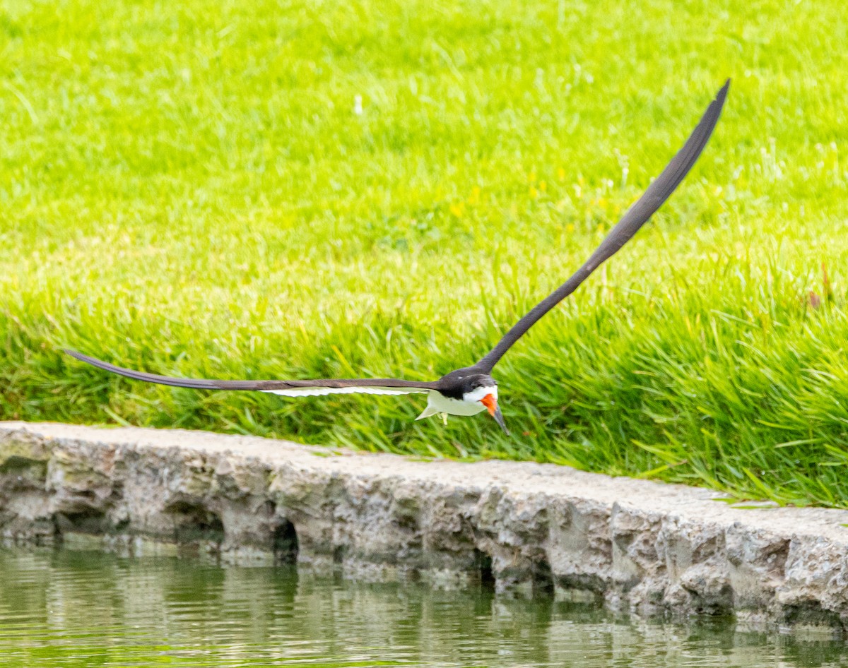 Black Skimmer - ML622177105