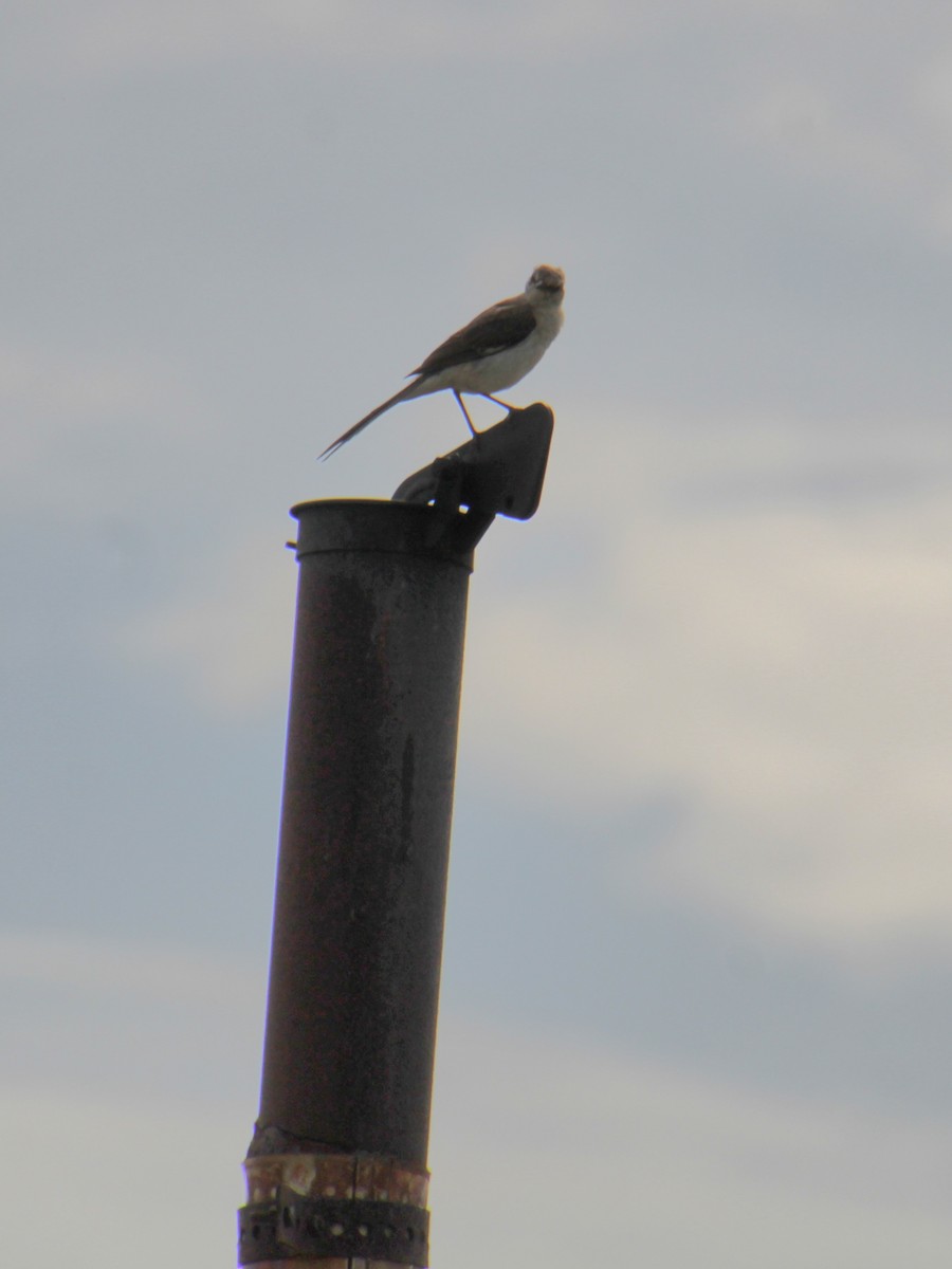 Northern Mockingbird - ML622177190